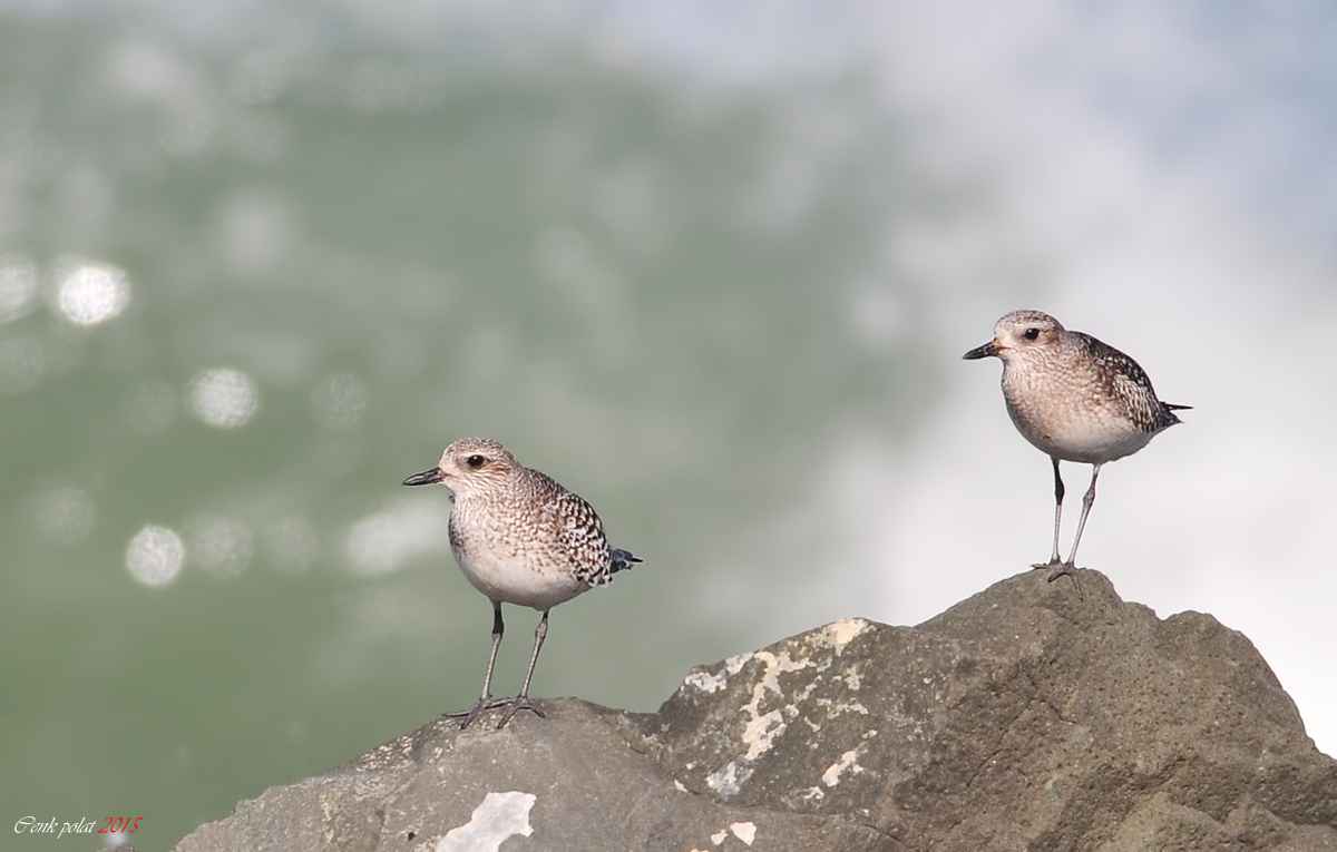 Black-bellied Plover